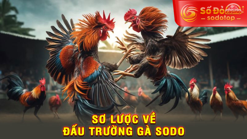 sơ lược về đấu trường gà sodo